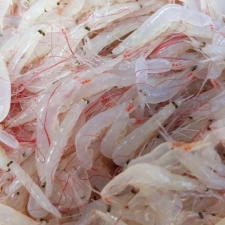 Shrimp-small