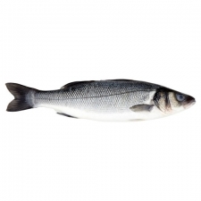 Sea Bass