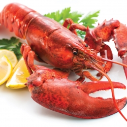 Lobster Whole