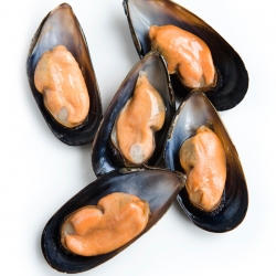 Mussel Half Shell