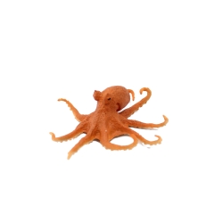 Small Octopus